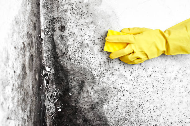 Best Mold Testing and Removal  in Watertown, MN
