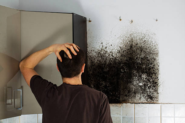 Best Office Mold Removal Services  in Watertown, MN