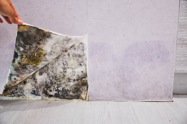 Best Crawl Space Mold Removal  in Watertown, MN